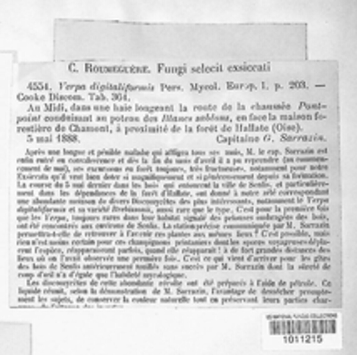 Verpa digitaliformis image